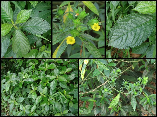 Strobilanthes crispa•&copy; Yeoh Yi Shuen•All Rights Reserved
