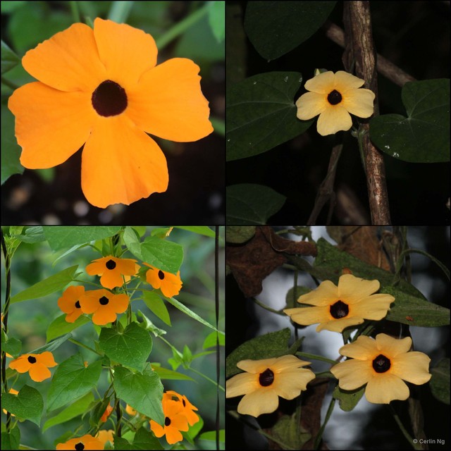 Thunbergia alata•&copy; Cerlin Ng•All Rights Reserved
