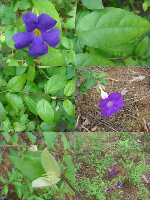 Thunbergia erecta•&copy; Ong Kwan Han•All Rights Reserved