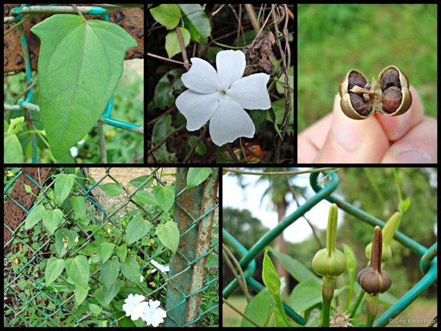 Thunbergia fragrans•&copy; Ong Kwan Han•All Rights Reserved