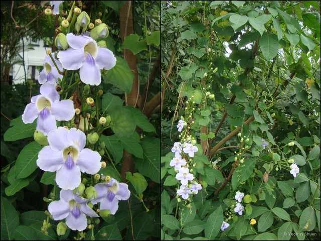 Thunbergia grandiflora•&copy; Yeoh Yi Shuen•All Rights Reserved