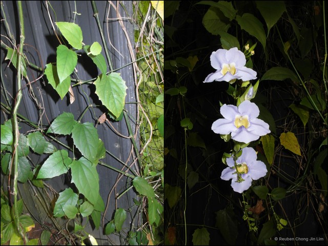 Thunbergia laurifolia•&copy; Reuben Chong Jin Lim•All Rights Reserved