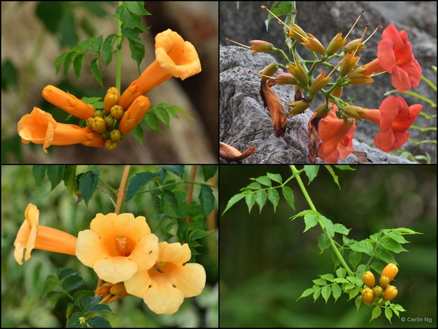 Campsis radicans•&copy; Cerlin Ng•All Rights Reserved