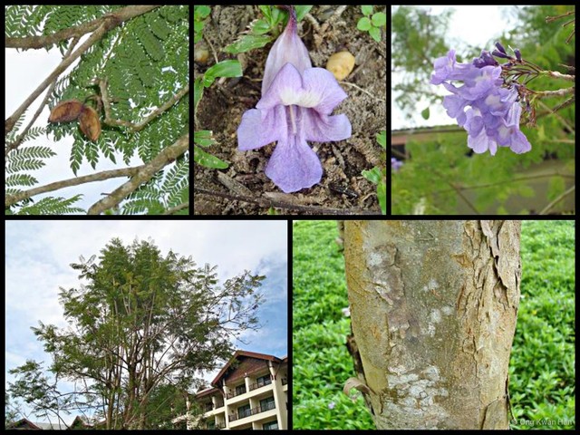 Jacaranda obtusifolia•&copy; Ong Kwan Han•All Rights Reserved