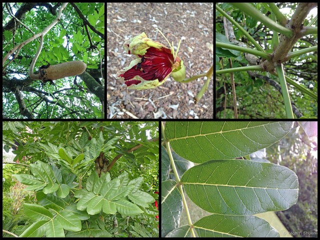 Kigelia africana•&copy; Yeoh Yi Shuen•All Rights Reserved