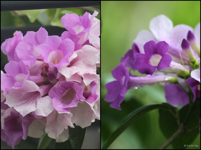 Mansoa alliacea•&copy; Cerlin Ng•All Rights Reserved