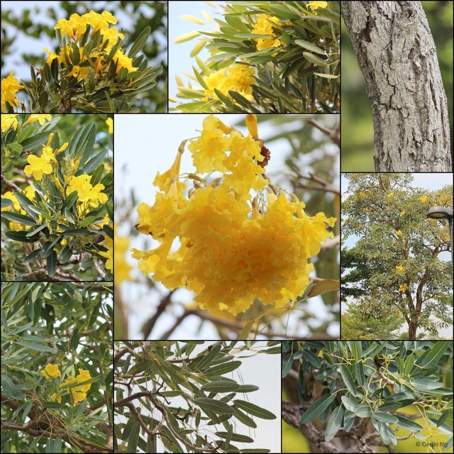 Tabebuia aurea•&copy; Cerlin Ng•All Rights Reserved
