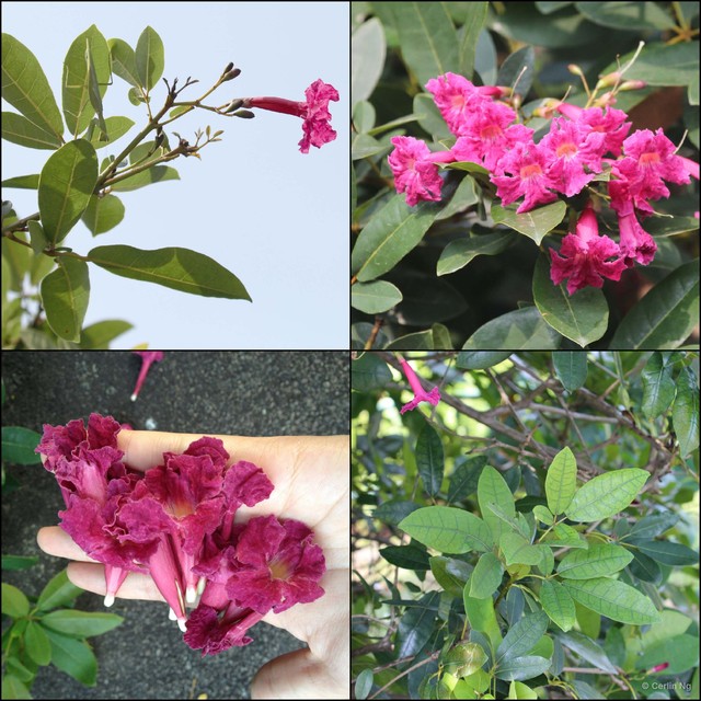 Tabebuia haemantha•&copy; Cerlin Ng•All Rights Reserved