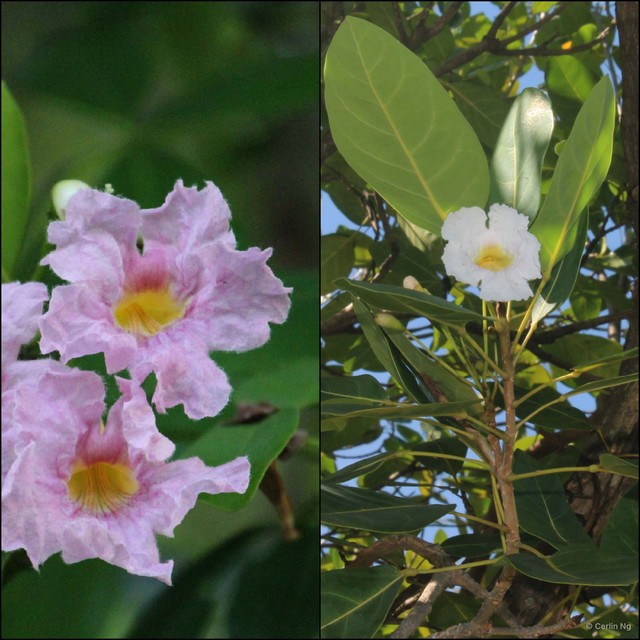 Tabebuia pallida•&copy; Cerlin Ng•All Rights Reserved
