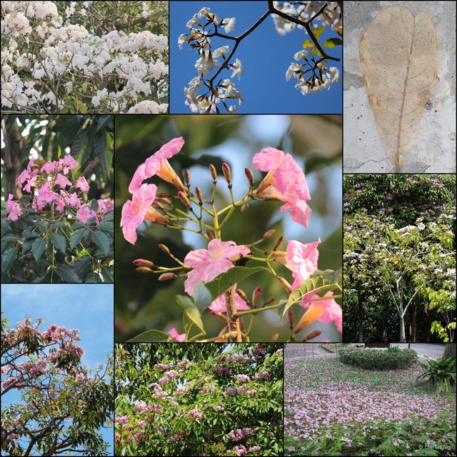 Tabebuia rosea•&copy; Cerlin Ng•All Rights Reserved
