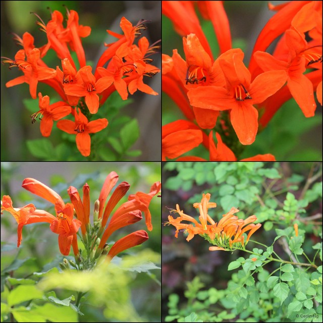 Tecomaria capensis•&copy; Cerlin Ng•All Rights Reserved