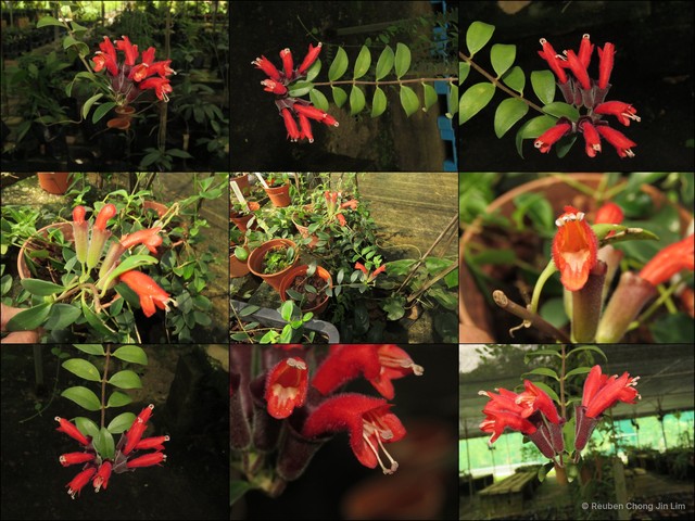 Aeschynanthus pulcher•&copy; Reuben Chong Jin Lim•All Rights Reserved