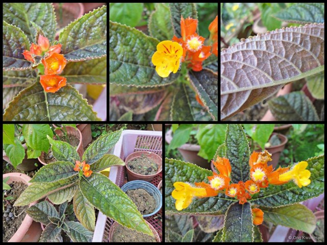 Chrysothemis pulchella•&copy; Ong Kwan Han•All Rights Reserved