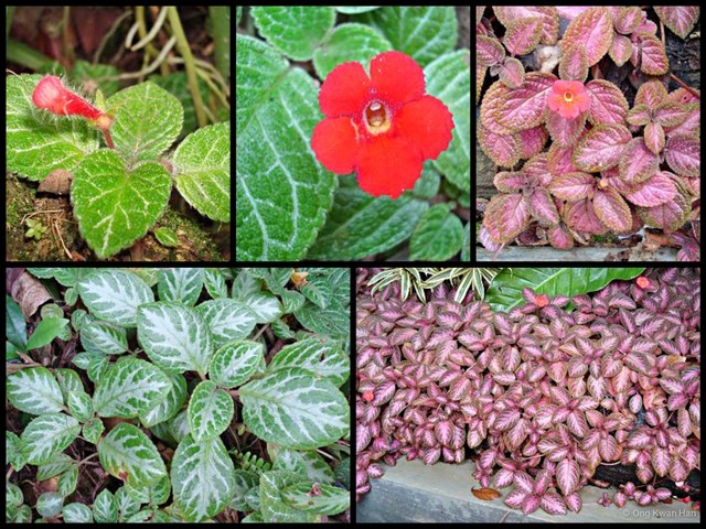 Episcia cupreata•&copy; Ong Kwan Han•All Rights Reserved