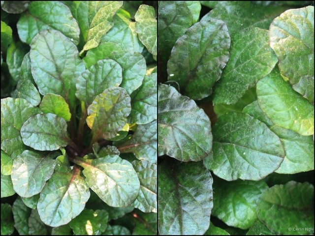 Ajuga reptans•&copy; Cerlin Ng•All Rights Reserved