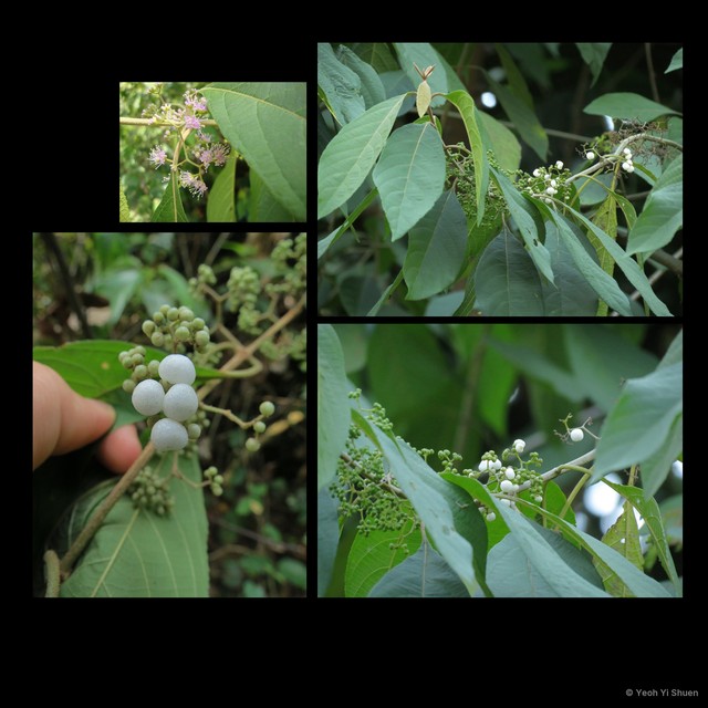 Callicarpa longifolia•&copy; Yeoh Yi Shuen•All Rights Reserved