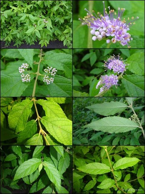 Callicarpa pedunculata•&copy; Ong Kwan Han•All Rights Reserved