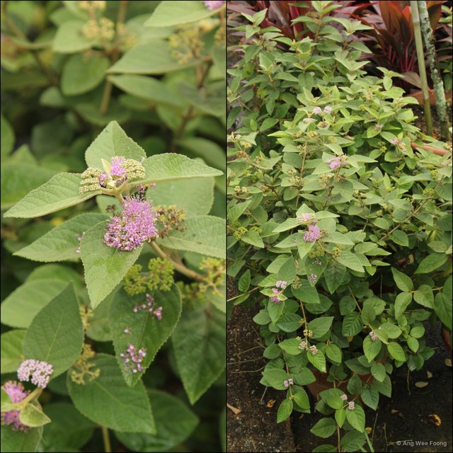 Callicarpa tomentosa•&copy; Ang Wee Foong•All Rights Reserved