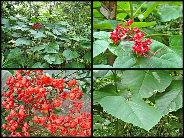 Clerodendrum buchananii•&copy; Ong Kwan Han•All Rights Reserved