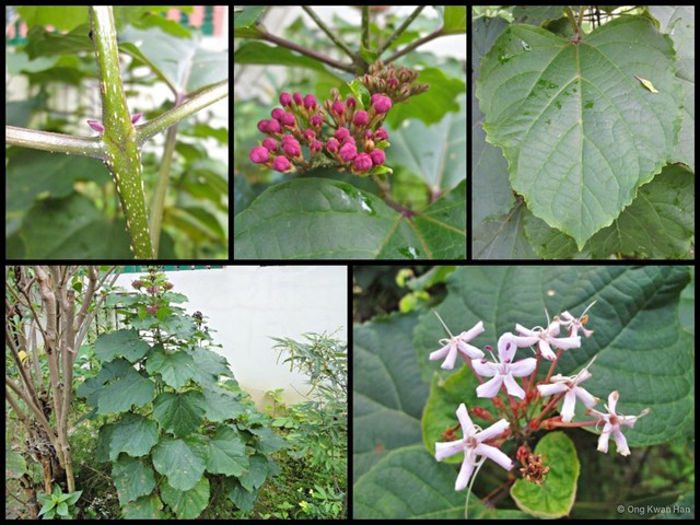 Clerodendrum bungei•&copy; Ong Kwan Han•All Rights Reserved