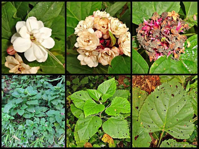 Clerodendrum chinense•&copy; Ong Kwan Han•All Rights Reserved