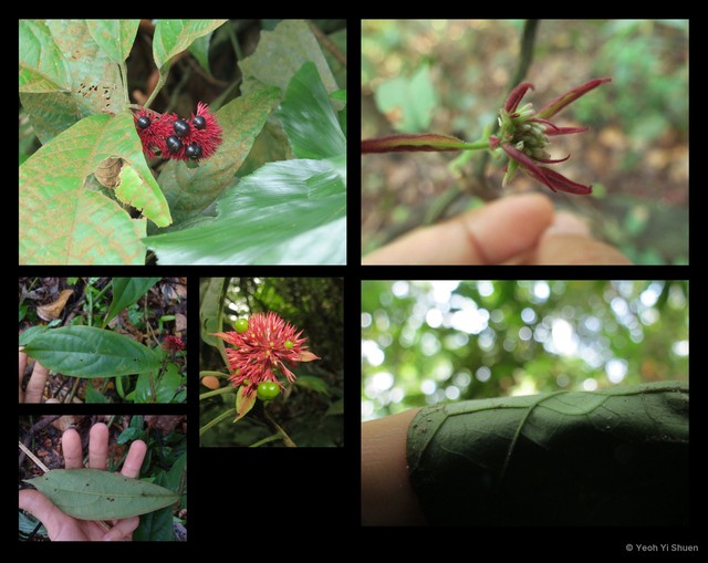 Clerodendrum deflexum•&copy; Yeoh Yi Shuen•All Rights Reserved