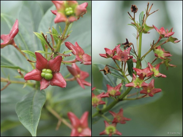 Clerodendrum indicum•&copy; Cerlin Ng•All Rights Reserved