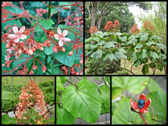 Clerodendrum paniculatum•&copy; Ong Kwan Han•All Rights Reserved