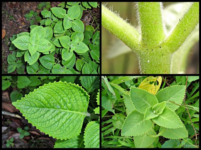 Coleus amboinicus•&copy; Ong Kwan Han•All Rights Reserved