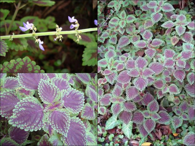 Coleus scutellarioides•&copy; Ong Kwan Han•All Rights Reserved