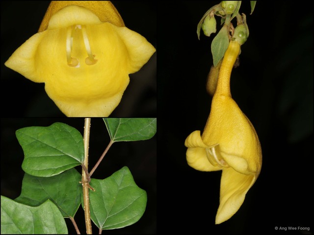 Gmelina elliptica•&copy; Ang Wee Foong•All Rights Reserved