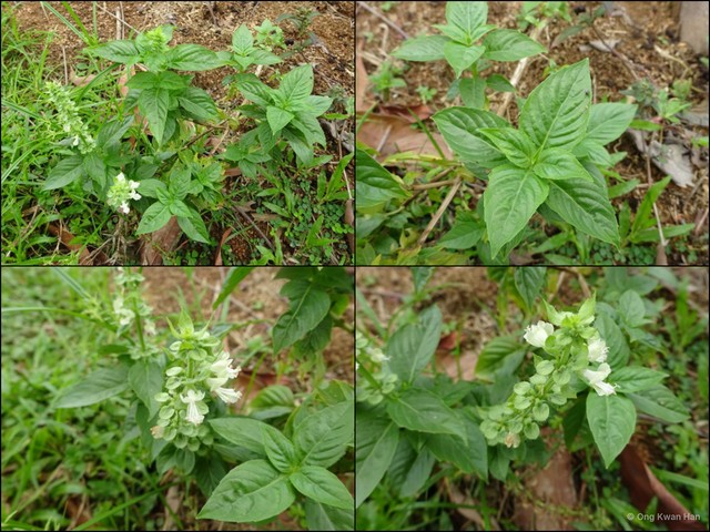 Ocimum basilicum•&copy; Ong Kwan Han•All Rights Reserved