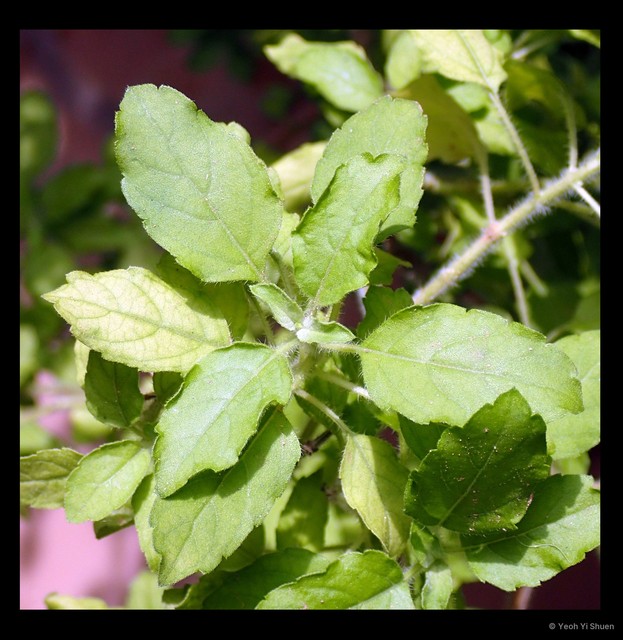 Ocimum tenuiflorum•&copy; Yeoh Yi Shuen•All Rights Reserved