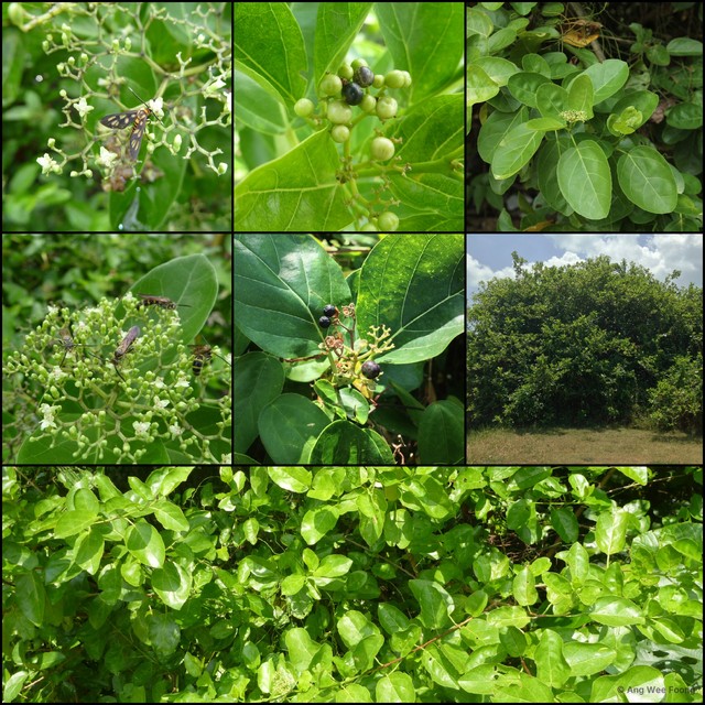 Premna serratifolia•&copy; Ang Wee Foong•All Rights Reserved
