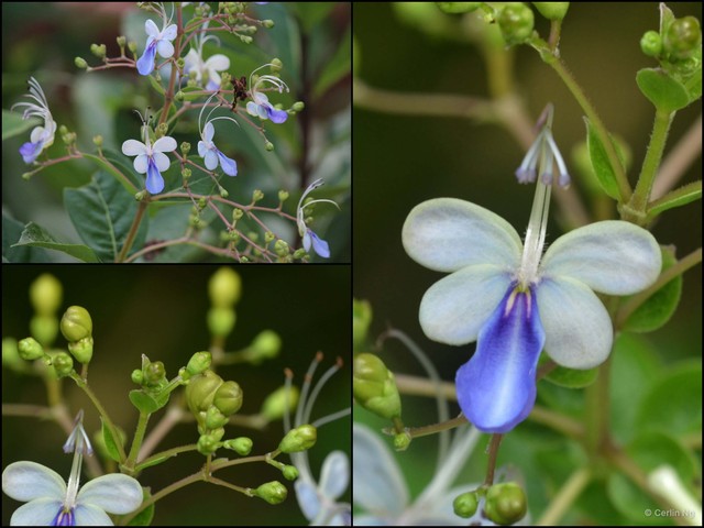 Rotheca myricoides•&copy; Cerlin Ng•All Rights Reserved