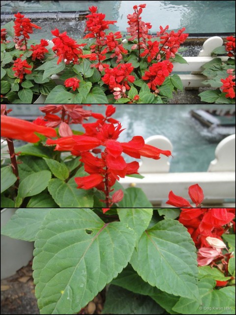 Salvia (Calosphace) splendens•&copy; Ong Kwan Han•All Rights Reserved