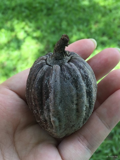 Teijsmanniodendron pteropodum•&copy; Cerlin Ng•All Rights Reserved