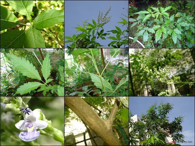 Vitex negundo•&copy; Ong Kwan Han•All Rights Reserved