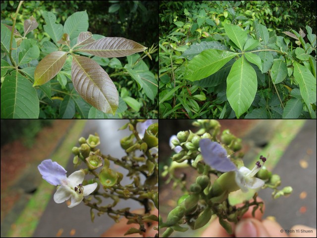 Vitex pinnata•&copy; Yeoh Yi Shuen•All Rights Reserved