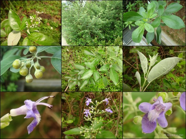 Vitex trifolia•&copy; Ong Kwan Han•All Rights Reserved