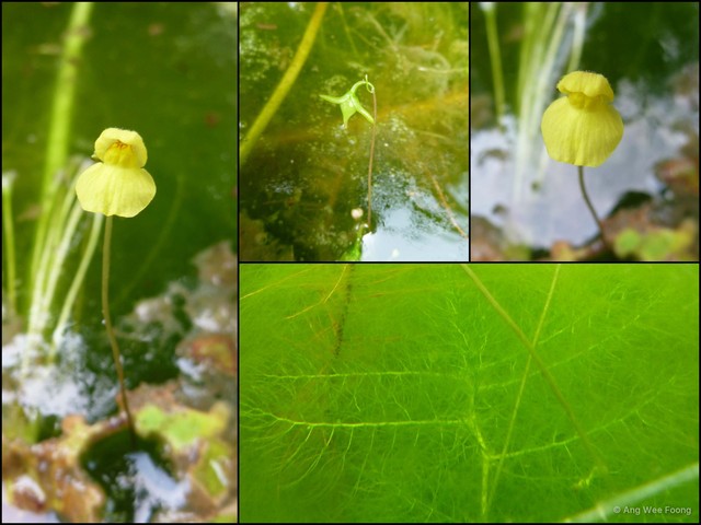 Utricularia (Utricularia) aurea•&copy; Ang Wee Foong•All Rights Reserved