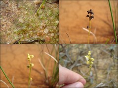 Utricularia (Bivalvaria) caerulea L.