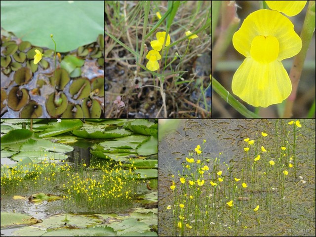 Utricularia (Utricularia) gibba•&copy; Ong Kwan Han•All Rights Reserved