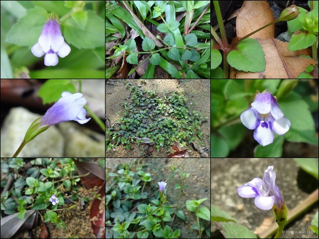 Torenia crustacea•&copy; Ong Kwan Han•All Rights Reserved