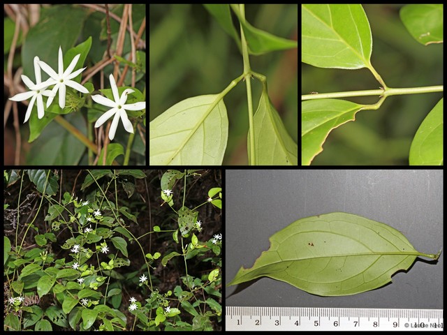 Jasminum elongatum•&copy; Louise Neo•All Rights Reserved