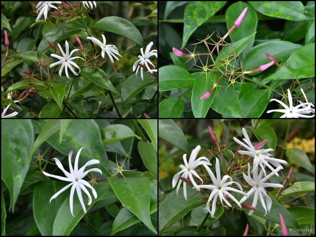 Jasminum laurifolium•&copy; Cerlin Ng•All Rights Reserved