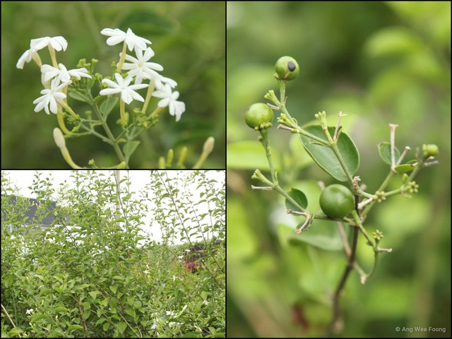 Jasminum multiflorum•&copy; Ang Wee Foong•All Rights Reserved