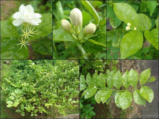 Jasminum sambac•&copy; Ong Kwan Han•All Rights Reserved