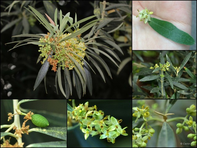 Olea europaea•&copy; Cerlin Ng•All Rights Reserved