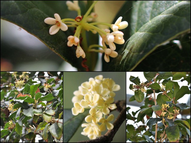 Osmanthus fragrans•&copy; Cerlin Ng•All Rights Reserved